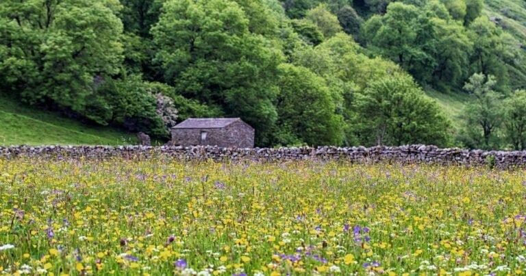 Not India, USA or Holland – Yorkshire fields best in world to see wildflowers