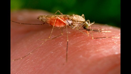 Centre flags lapses in submission of malaria blood slide samples from Maha, seeks compliance