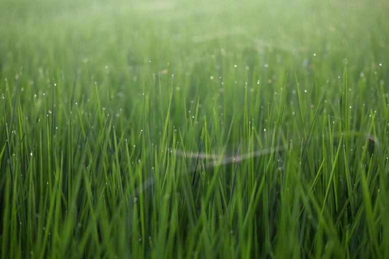 Iran war fertilizer squeeze could spell trouble for next year’s grain harvests – BusinessWorld Online