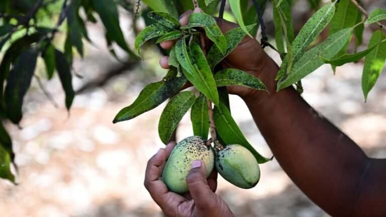 This summer, failed Alphonso is the fruit of Konkan’s labour