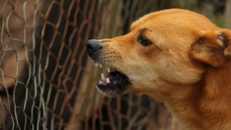 Dog Attack in Saharanpur: 8-Year-Old Boy Mauled to Death by Stray Dogs in Uttar Pradesh | 📰 LatestLY