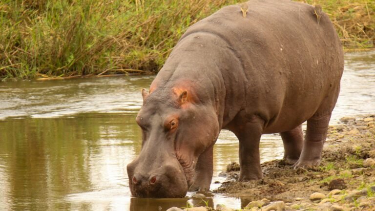 Anant Ambani Proposes To Save Pablo Escobar’s Hippos; Offers Them A Home At Vantara