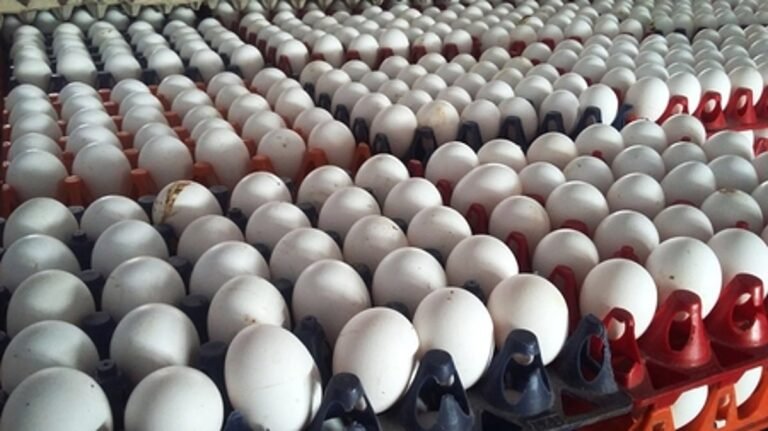 West Asia war: Skyrocketing freight charges crush Namakkal egg exports